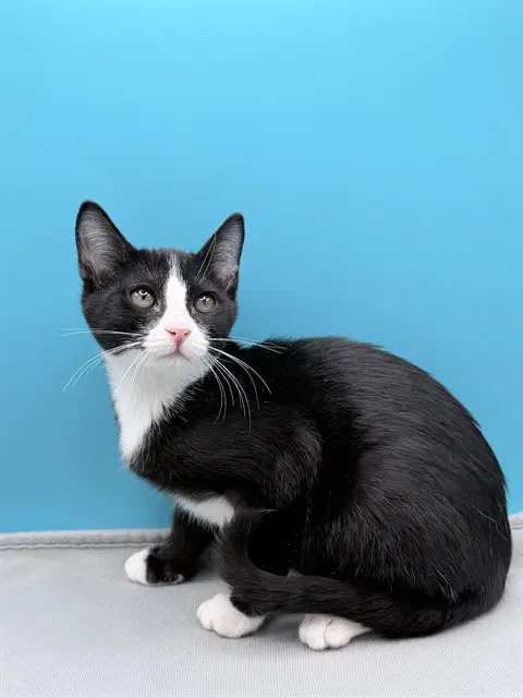Judith - Domestic Short Hair