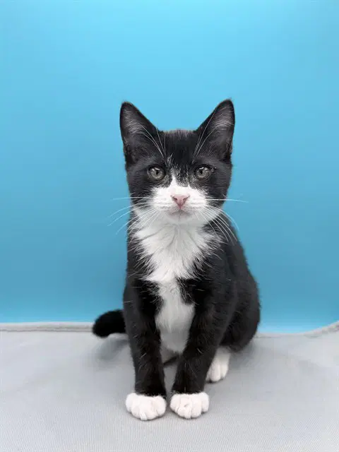 Spike - Domestic Short Hair