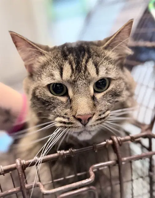 Milo - Domestic Medium Hair