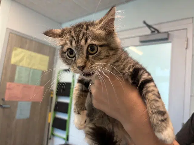 Lucy - Domestic Long Hair