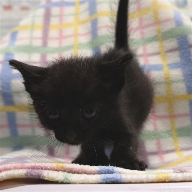 Benny
