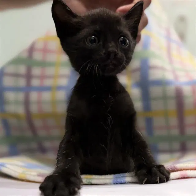 Ella - Domestic Short Hair