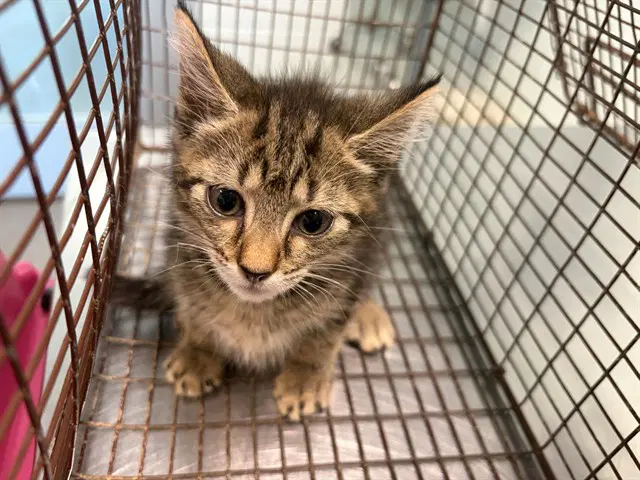 Aspen - Domestic Short Hair