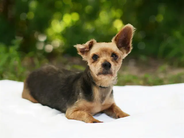 Ricky - Yorkshire Terrier Yorkie