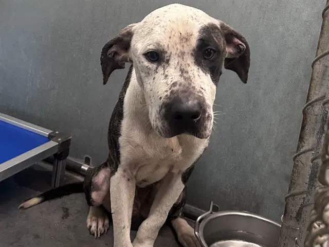 Fletcher - American Bulldog