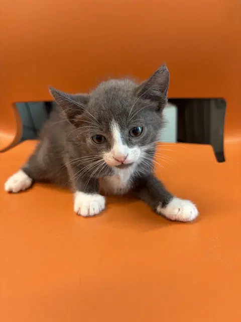Unknown - Domestic Short Hair