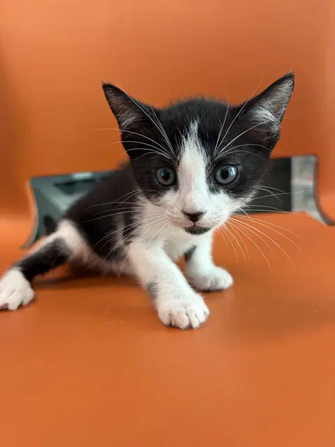 Unknown - Domestic Short Hair