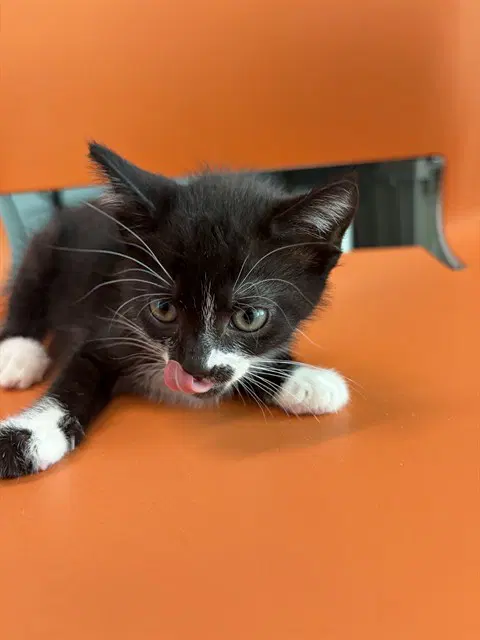 Unknown - Domestic Short Hair