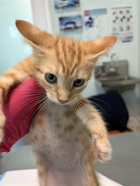 Prime - Domestic Short Hair