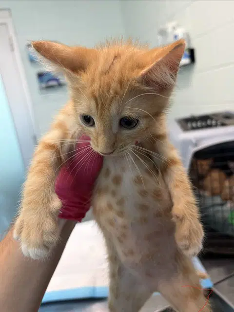 Studio - Domestic Short Hair