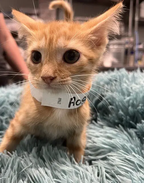 Studio - Domestic Short Hair