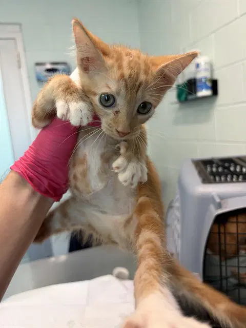 Workshop - Domestic Short Hair