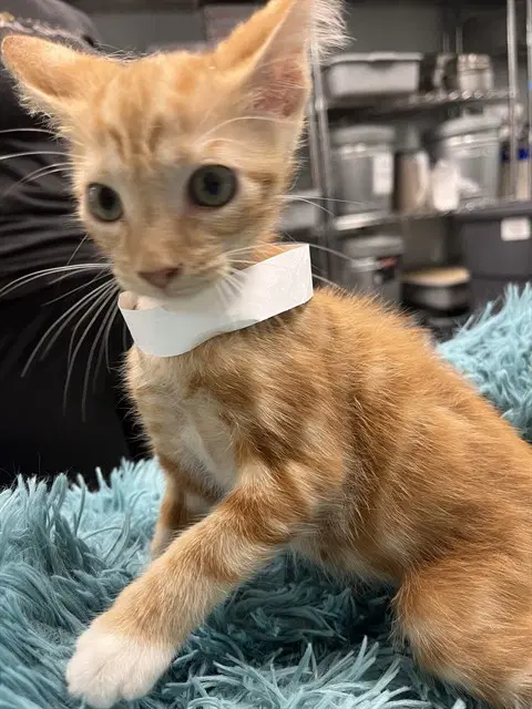 Workshop - Domestic Short Hair