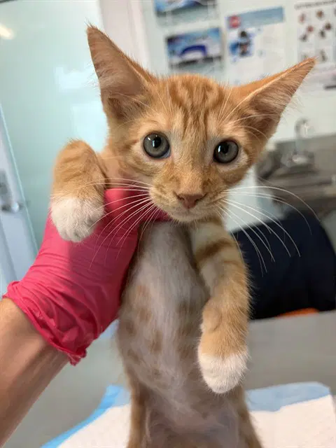 Office Space - Domestic Short Hair