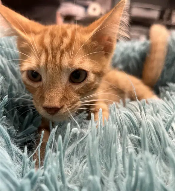 Office Space - Domestic Short Hair