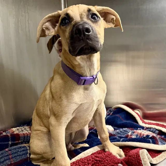 Porter - Black Mouth Cur