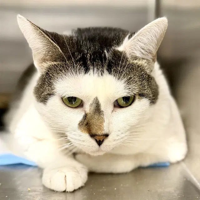 Luna - Domestic Short Hair