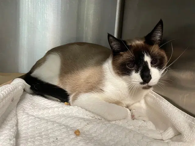 Dee - Snowshoe