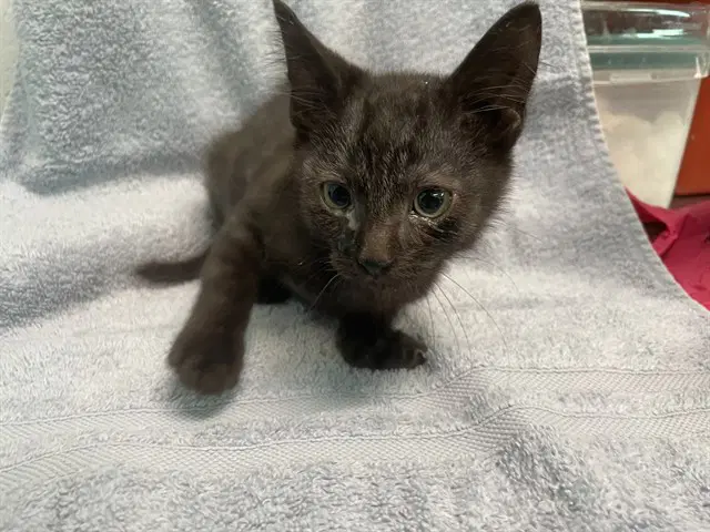 Nyx - Domestic Short Hair