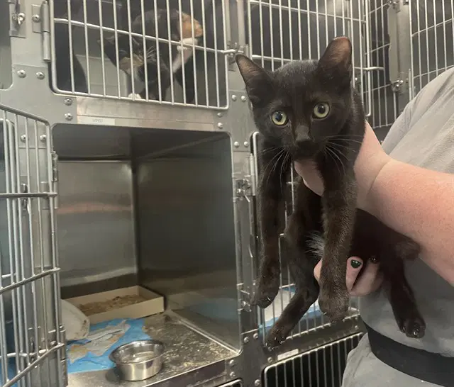 Sticker - Domestic Short Hair