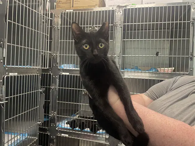 Bus Line - Domestic Short Hair