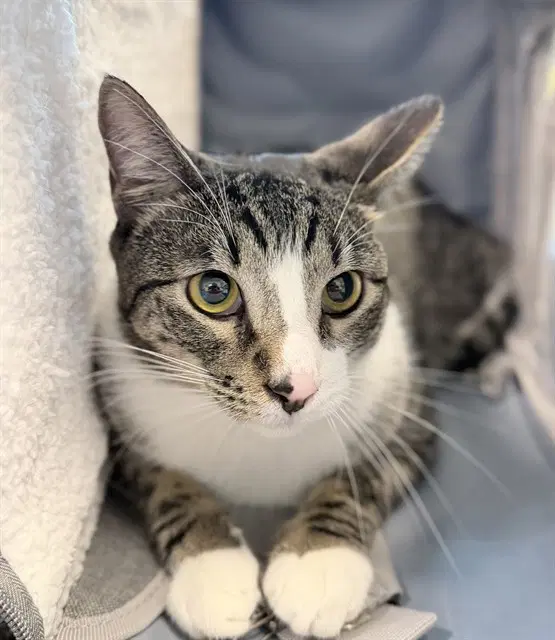 Java - Domestic Short Hair