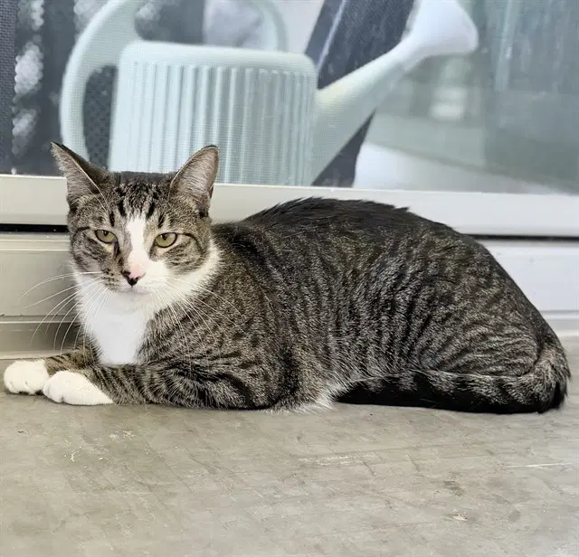 Java - Domestic Short Hair