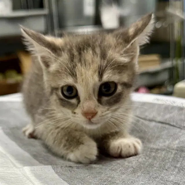 Unknown - Domestic Short Hair