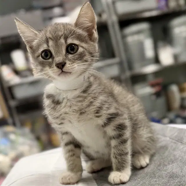 Unknown - Domestic Short Hair