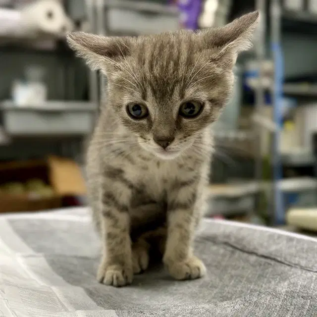 Unknown - Domestic Short Hair