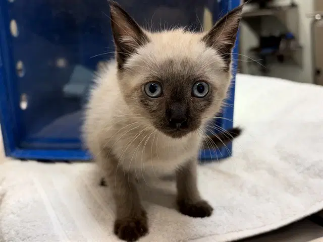 French Toast - Domestic Short Hair