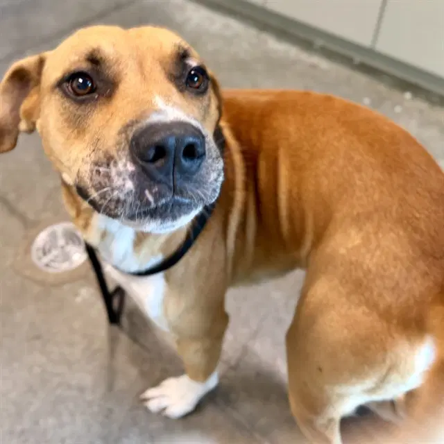 Chandler - Black Mouth Cur
