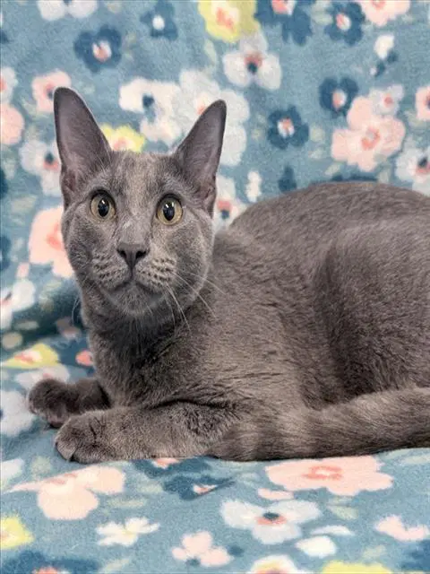 Gracie - Domestic Short Hair