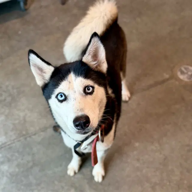 Bailey - Siberian Husky