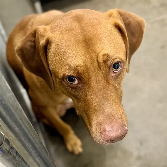 Lucky - Redbone Coonhound