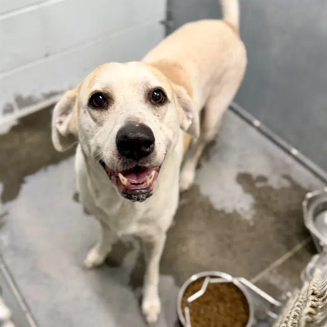 Leah - Labrador Retriever