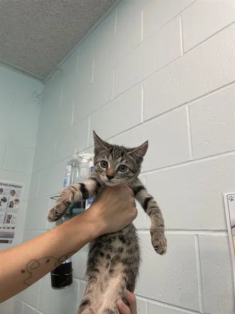Paper - Domestic Short Hair