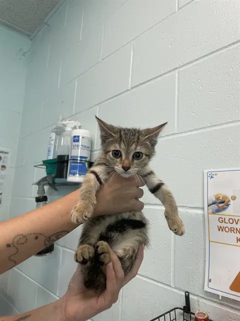 Pencil - Domestic Short Hair