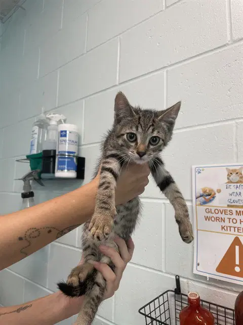Notebook - Domestic Short Hair