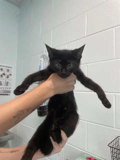 Agenda - Domestic Short Hair