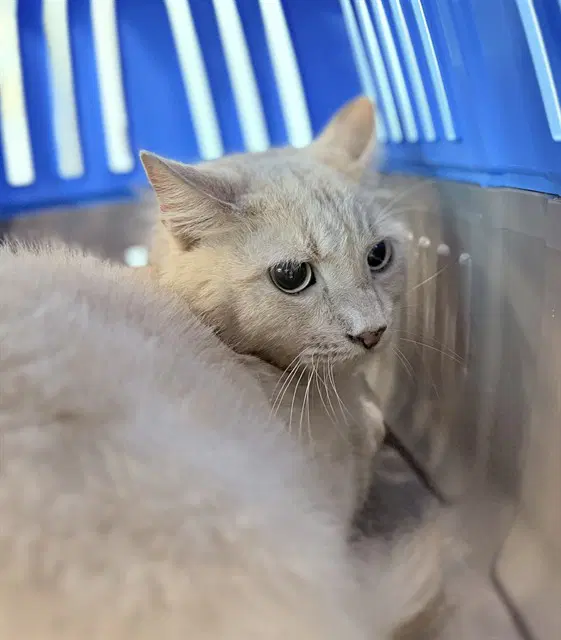 Alfonso - Domestic Short Hair