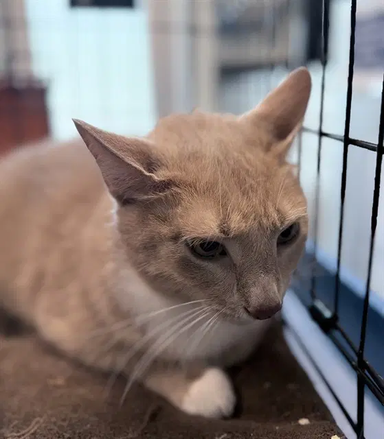 Alejandro - Domestic Short Hair
