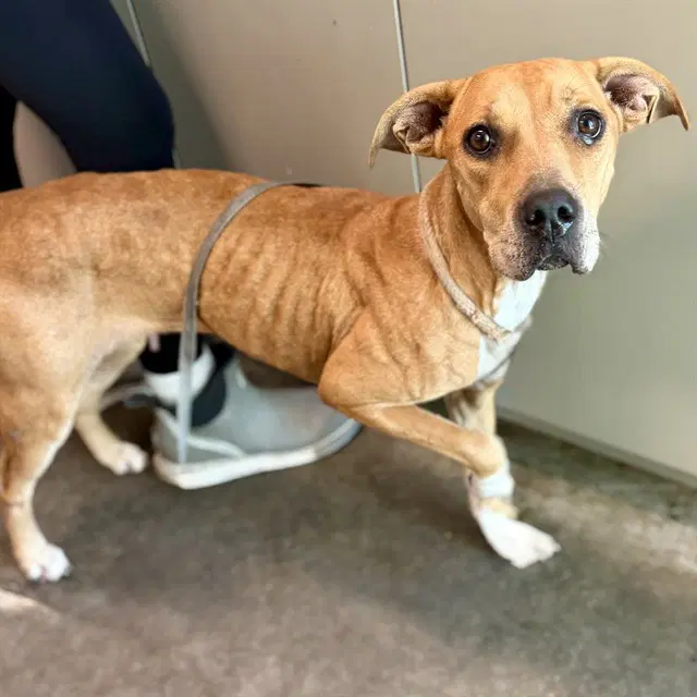Weaver - Black Mouth Cur