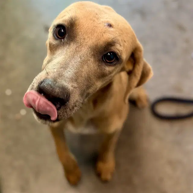 Tailor - Black Mouth Cur
