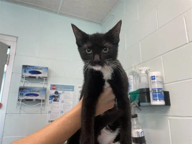 Zookeeper - Domestic Short Hair