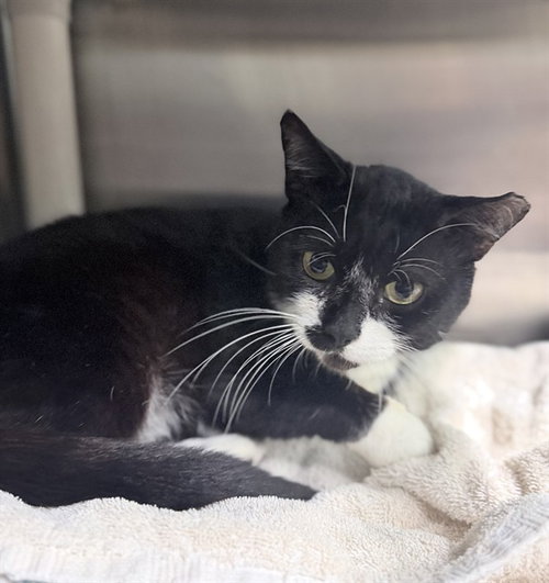 ROLY-POLY, a cat for adoption from Lake County Animal Services