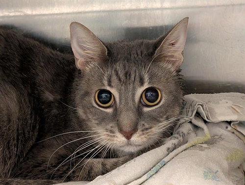 SATIVA, a cat for adoption from Lake County Animal Services