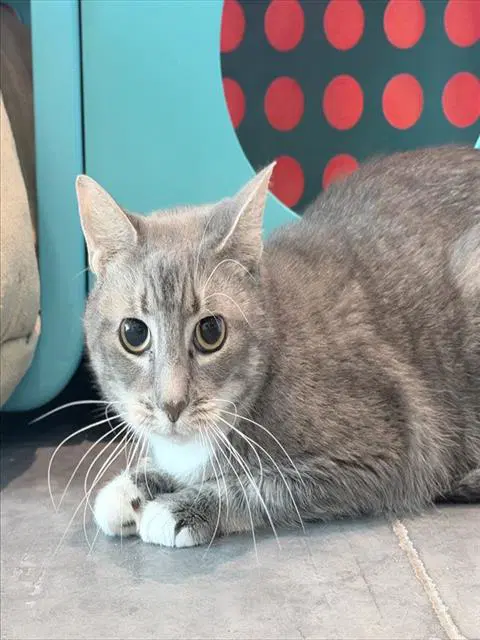 Sativa - Domestic Short Hair