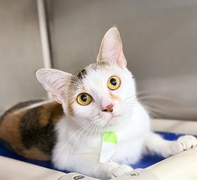 Unknown - Domestic Short Hair