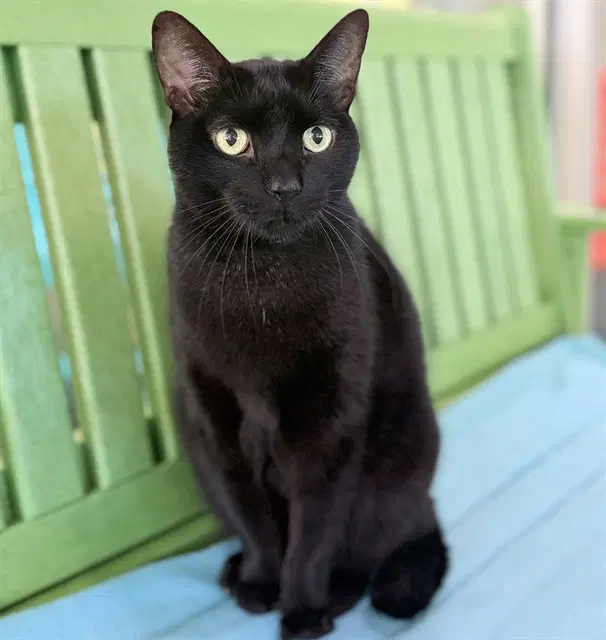 Vader - Domestic Short Hair